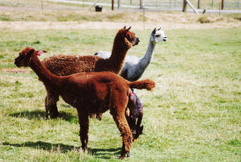 Alpaca birth