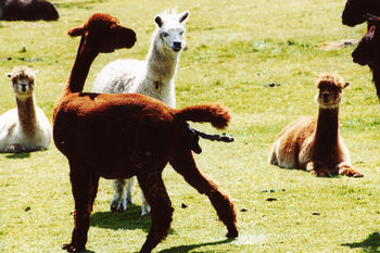 Alpaca birth-4