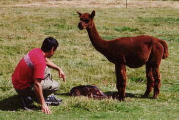 Alpaca birth-3